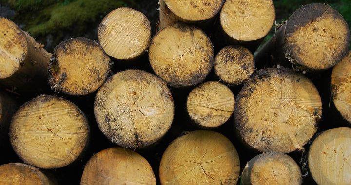 Wereldwijd kernenergie en wij stoken hout